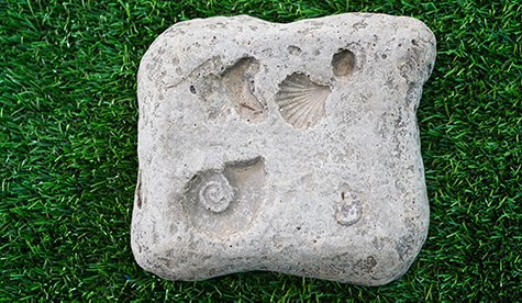 Fossil Stepper Shells